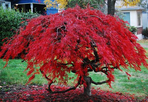 Adjectives, Word Choice, and Economy in “Japanese Maple”